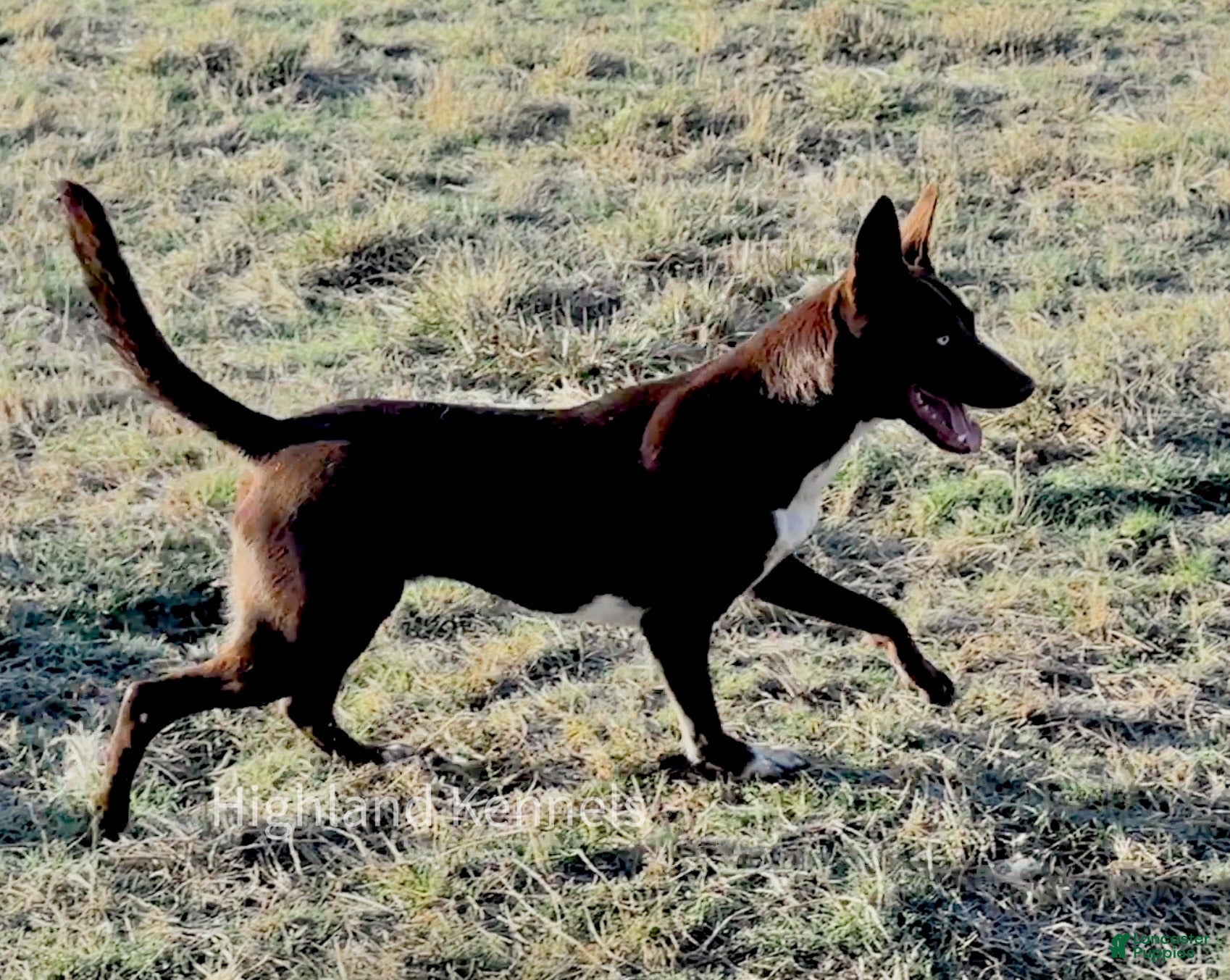 Mixed Breed dogs Kelpie/ McNab 1/4 Border Collie Puppy 7 - Ad 2