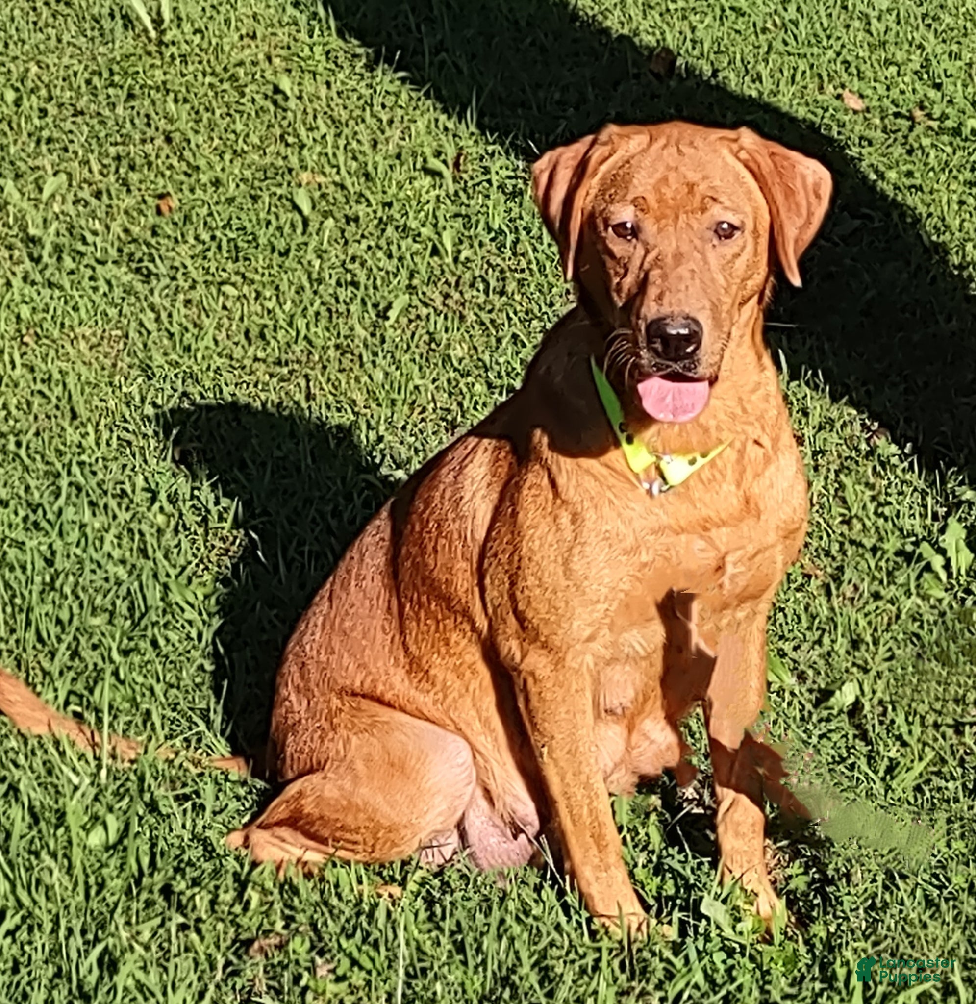 Labrador Retriever dogs for sale: Labrador Retriever Puppy Green Collar - Ad 2