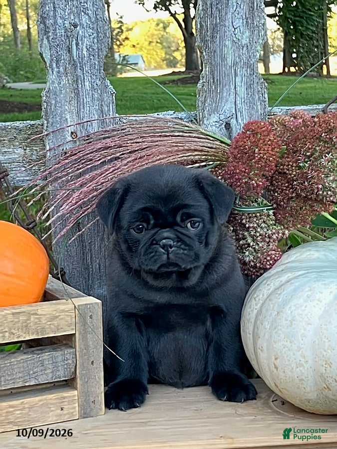 Pug dogs Cargo - Ad 1
