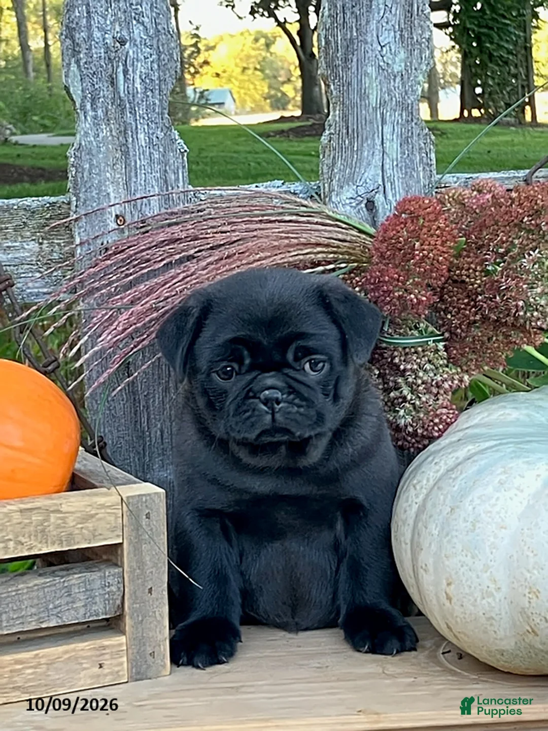Pug dogs for sale: Cargo - Ad 1