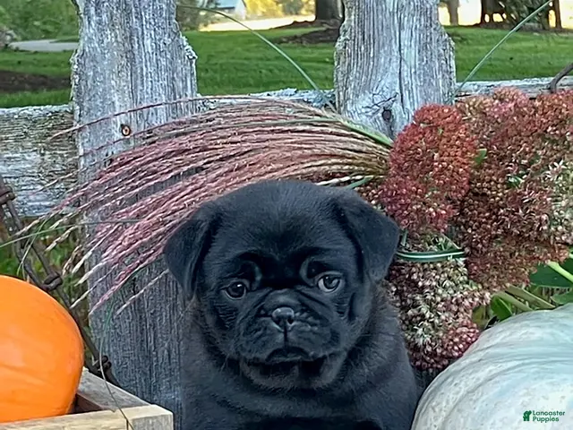 Pug dogs for sale: Cargo - Ad 1