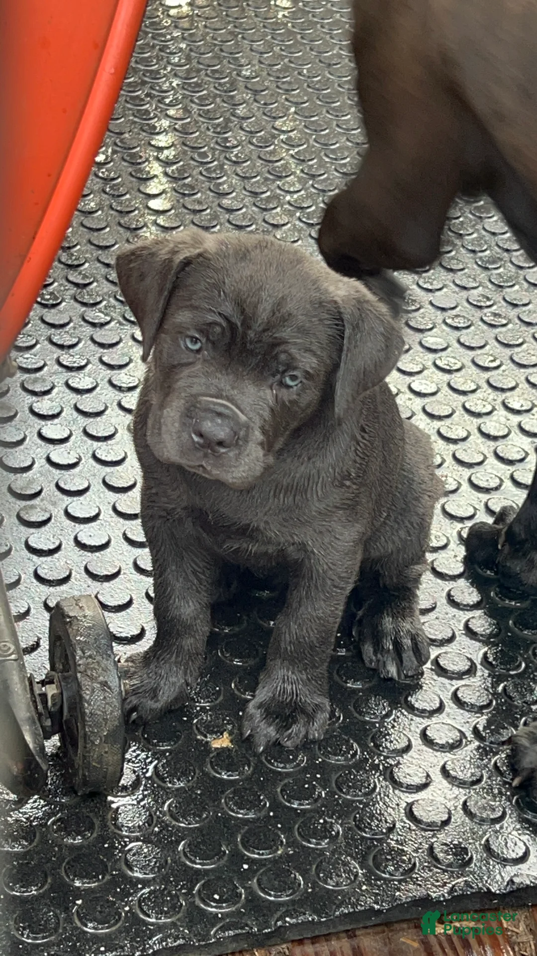 Cane Corso dogs for sale: Cane Corso 2 - Ad 1
