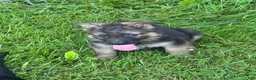 German Shepherd dogs for sale: German Shepherd Puppy 1 - Ad 2