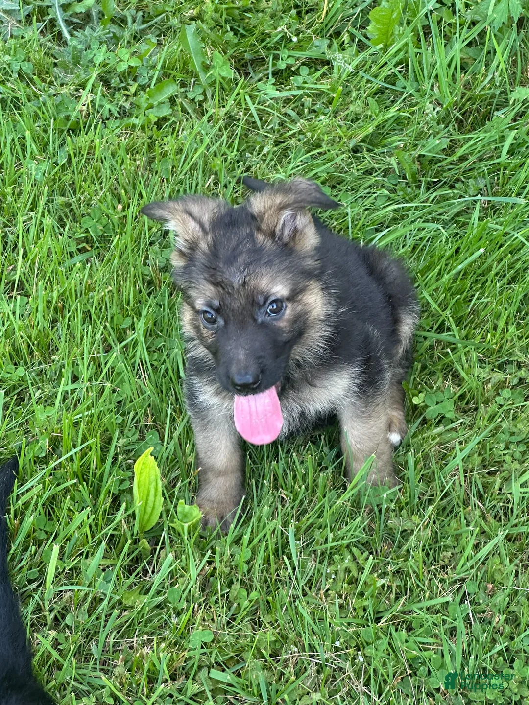 German Shepherd dogs for sale: German Shepherd Puppy 1 - Ad 2