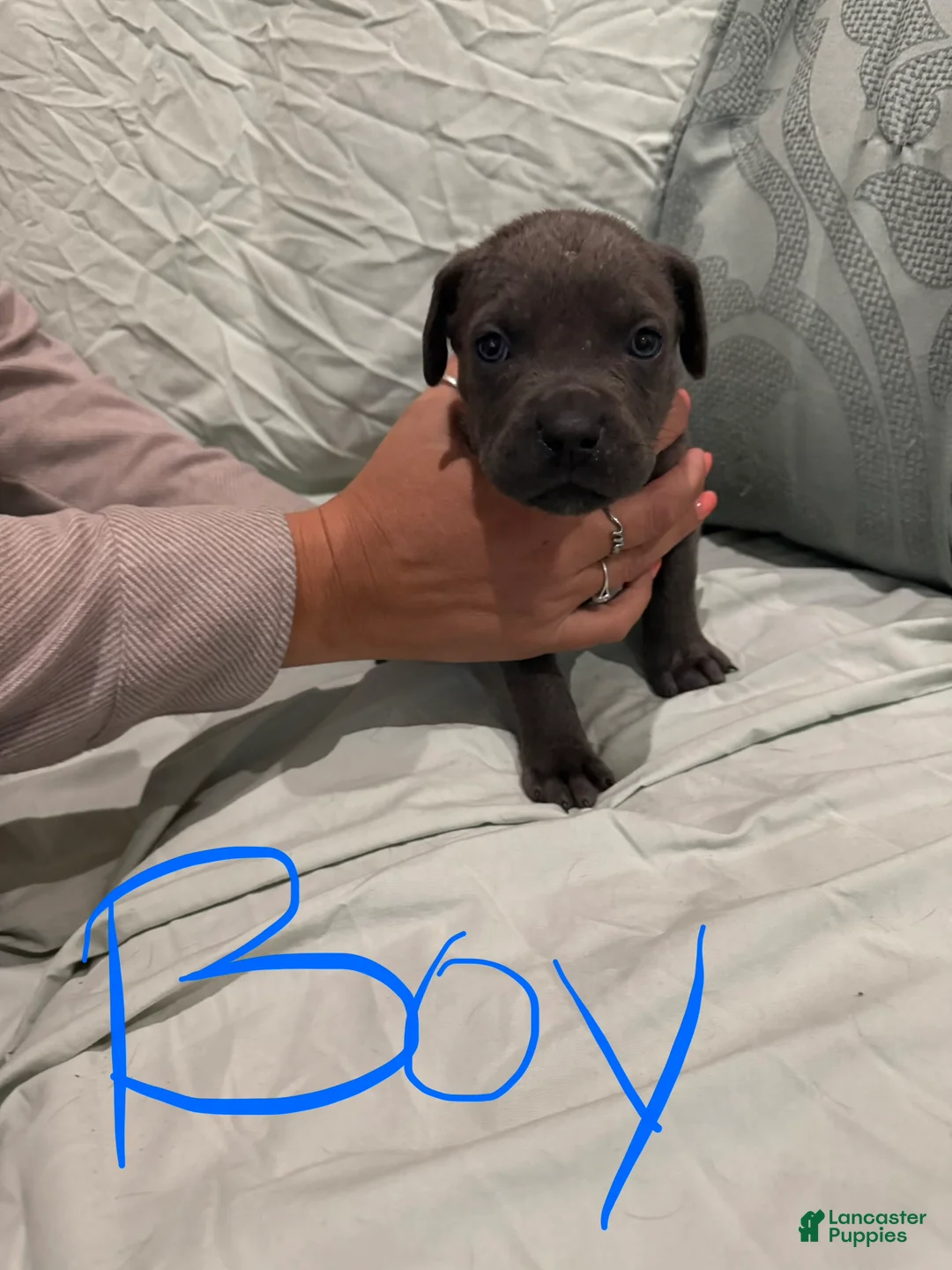 Cane Corso dogs for sale: Cane Corso Puppy 3 - Ad 1