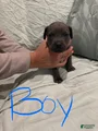 Cane Corso Puppy 3