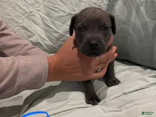 Cane Corso dogs Cane Corso Puppy 3 - Ad 34