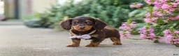 Miniature Dachshund dogs for sale: Lila - Ad 3