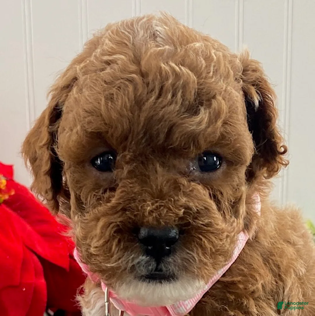 Toy Poodle dogs for sale: Honey - Ad 3