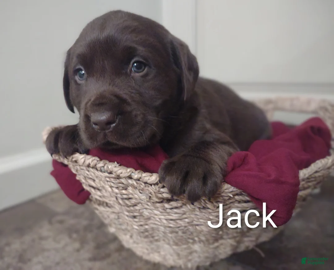 Labrador Retriever dogs for sale: Jack - Ad 1
