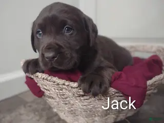 Labrador Retriever dogs Jack - Ad 39