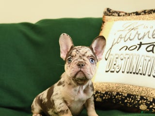 French Bulldog dogs - Ad 23