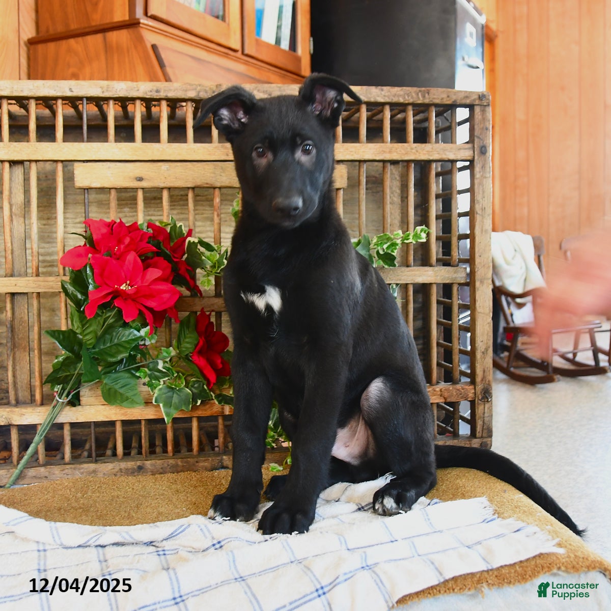 Mixed Breed dogs Otto - Ad 18