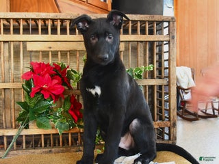 Mixed Breed dogs Otto - Ad 36