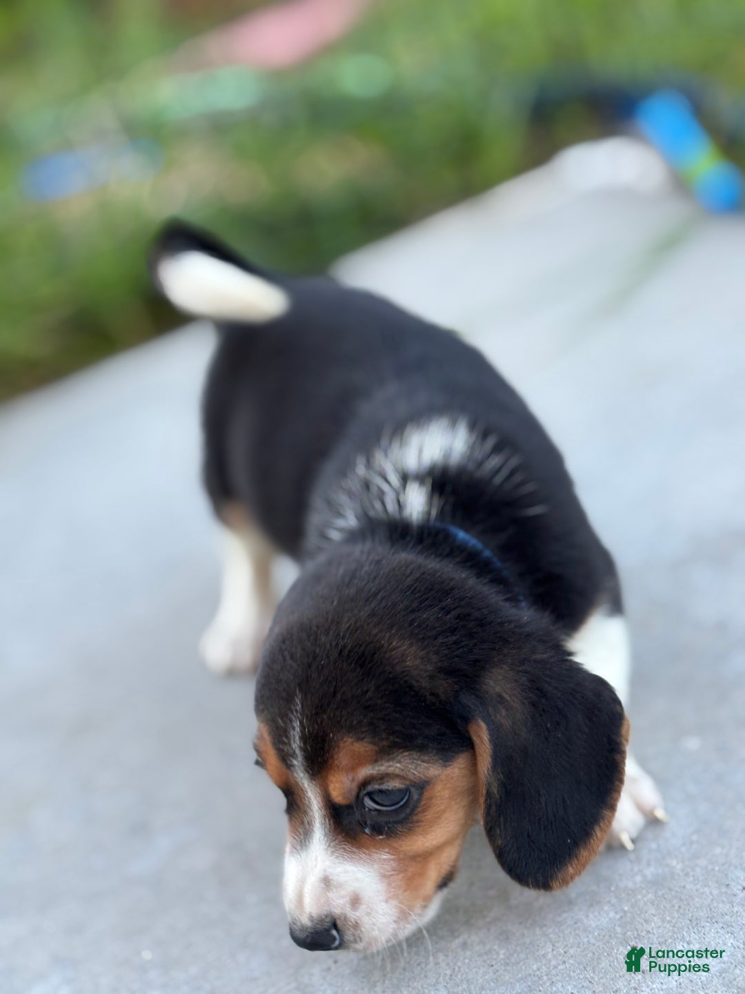 Beagle dogs for sale: Cooper - Ad 4