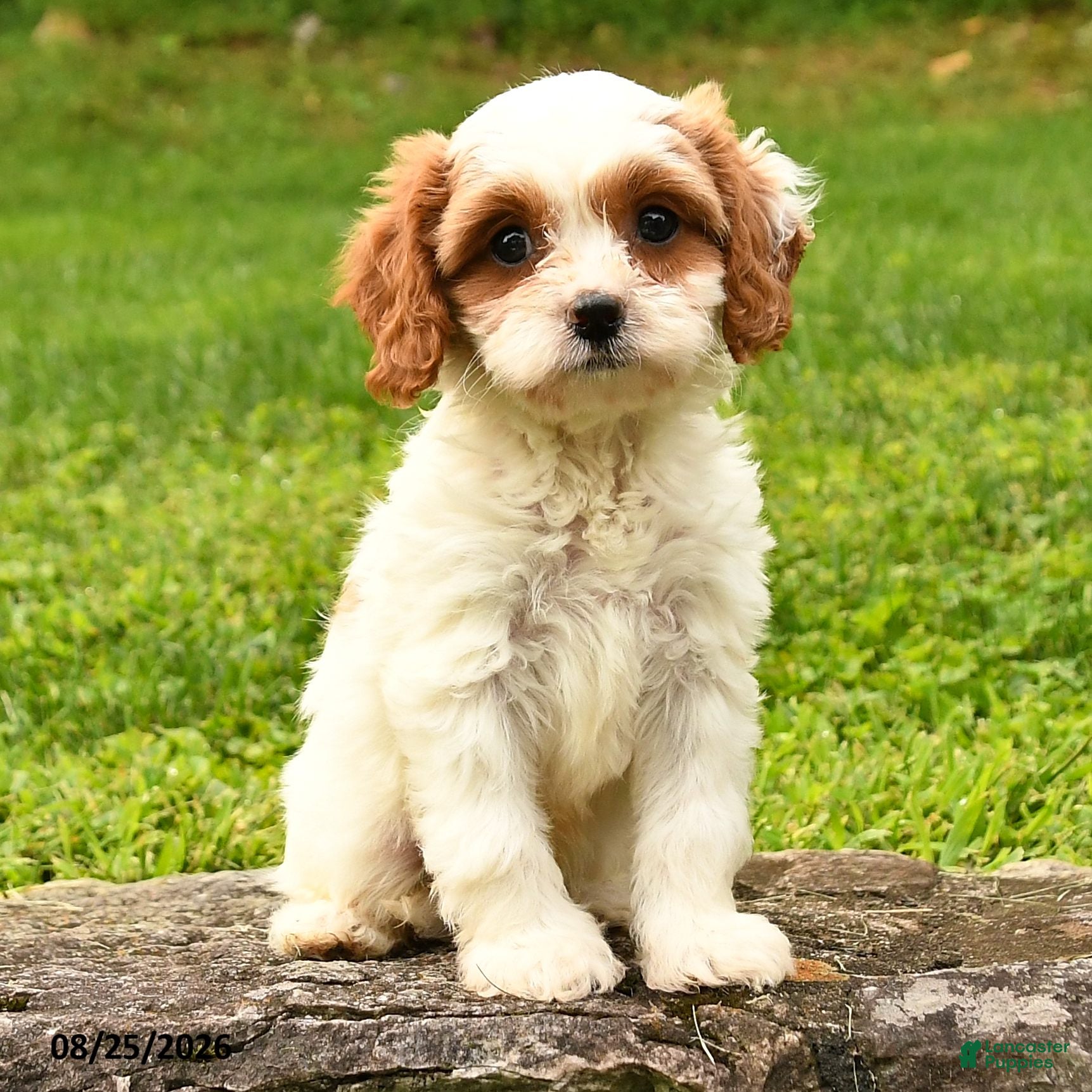 Cavapoo dogs Smores - Ad 2