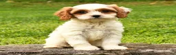 Cavapoo dogs for sale: Smores - Ad 2