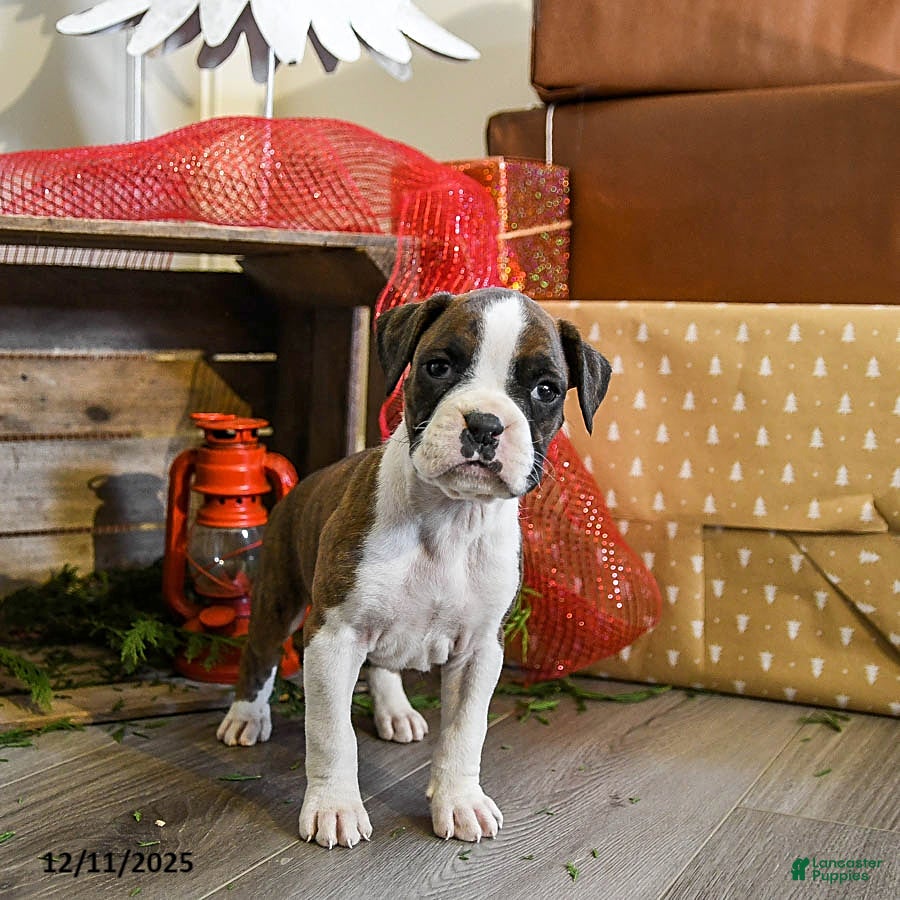 Boxer dogs Penny - Ad 6