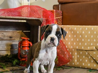 Boxer dogs Penny - Ad 1