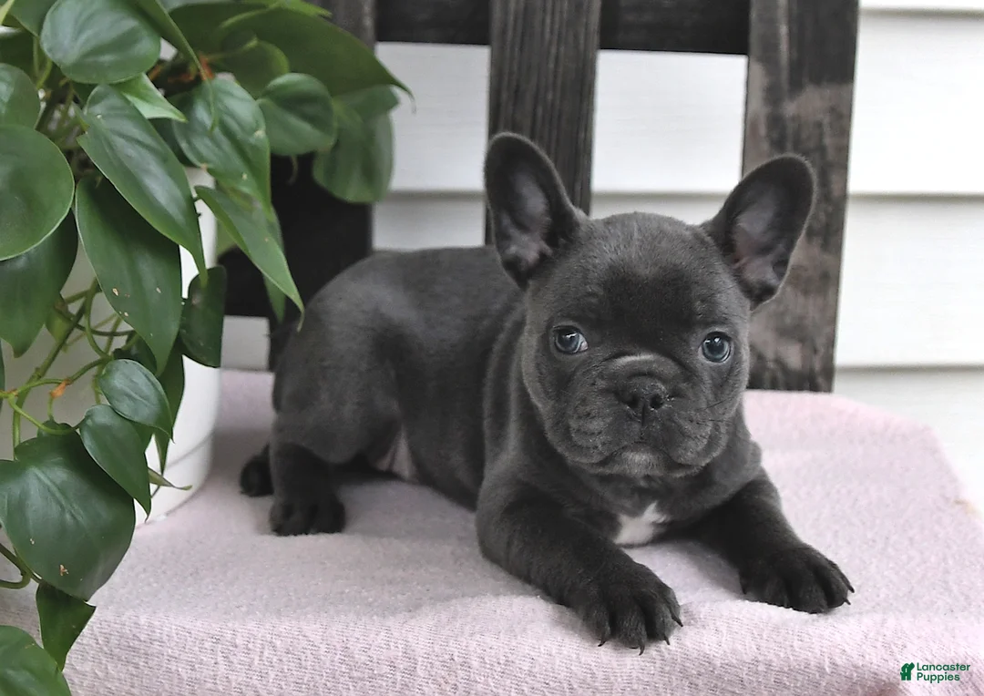 Frenchton dogs for sale: Lyndie - Ad 2