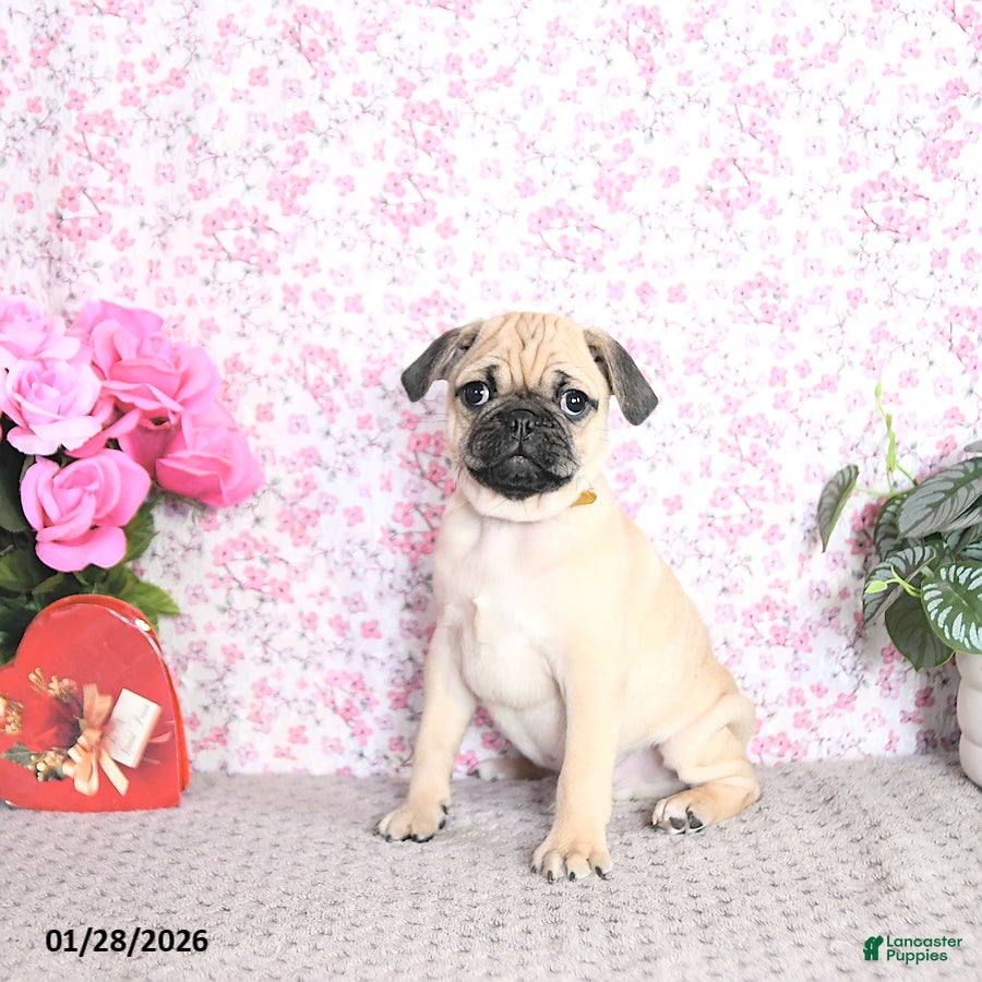 Pug dogs Landon - Ad 2