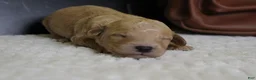 Goldendoodle dogs for sale: Alfredo - Ad 3