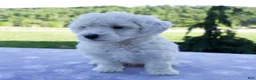 Mini Bernedoodle dogs for sale: Felix - Ad 6
