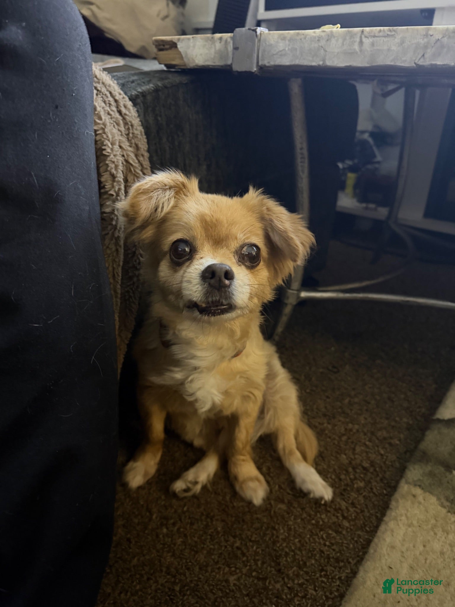Mixed Breed dogs Mixed Breed 1 - Ad 6