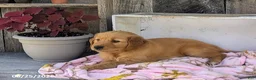 Golden Retriever dogs for sale: Chloe - Ad 5