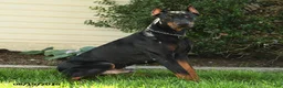 Doberman Pinscher dogs for sale: Oakley - Ad 6