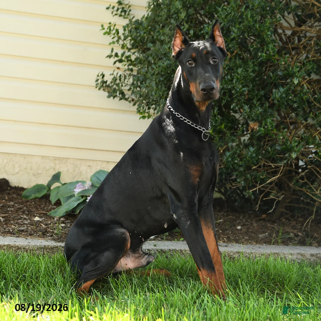 Doberman Pinscher dogs for sale: Oakley - Ad 6