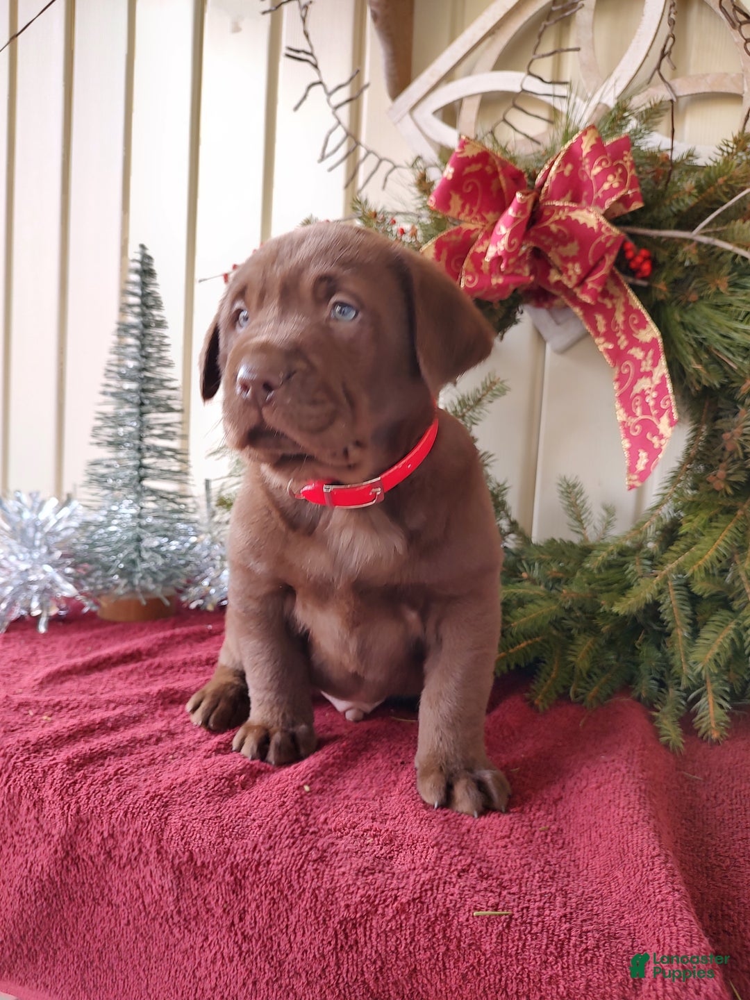 Labrador Retriever dogs for sale: Nash - Ad 3