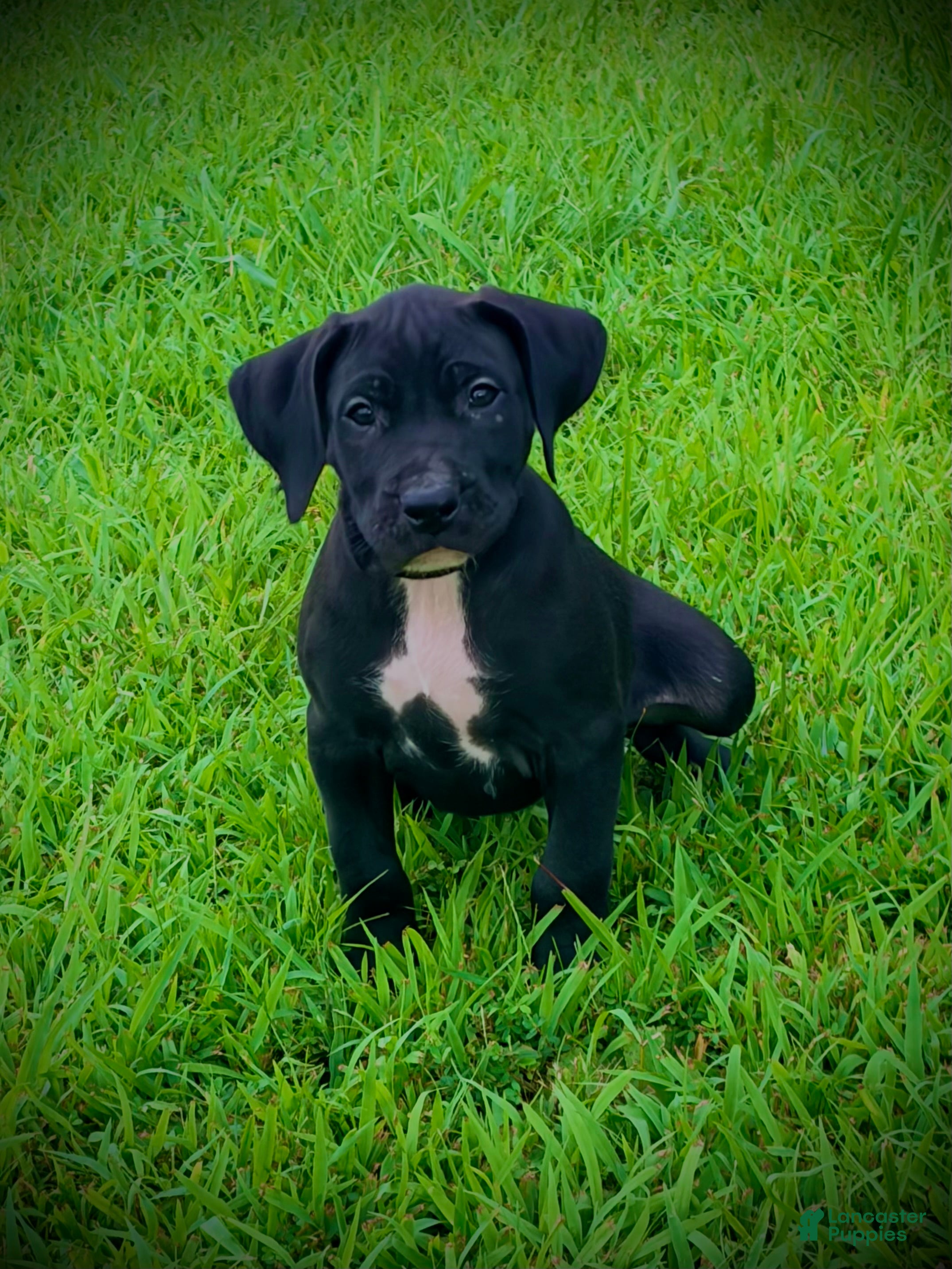 Presa Canario dogs Presa Canario 4 - Ad 2