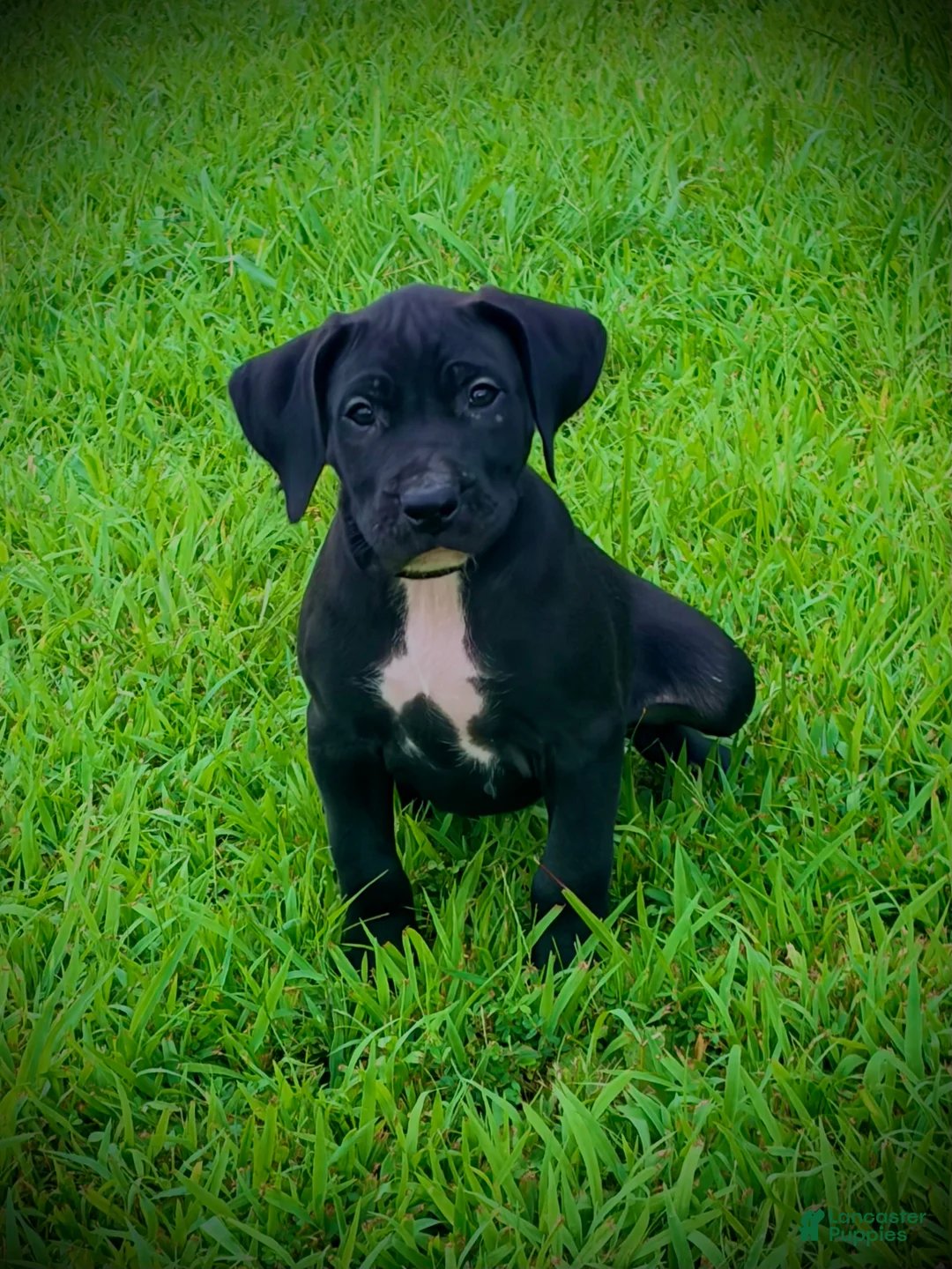 Presa Canario dogs for sale: Presa Canario 4 - Ad 2
