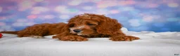 Cavapoo dogs for sale: Clifford - Ad 8