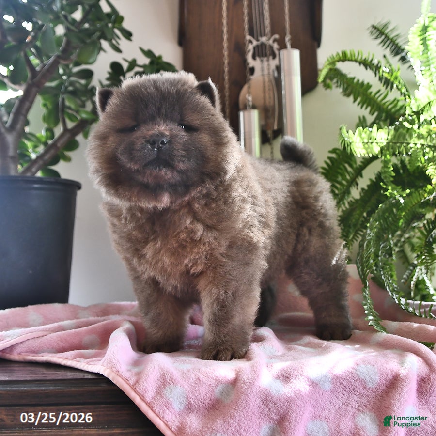 Chow Chow dogs Maya - Ad 1