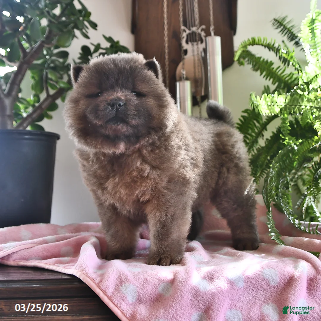 Chow Chow dogs for sale: Maya - Ad 1