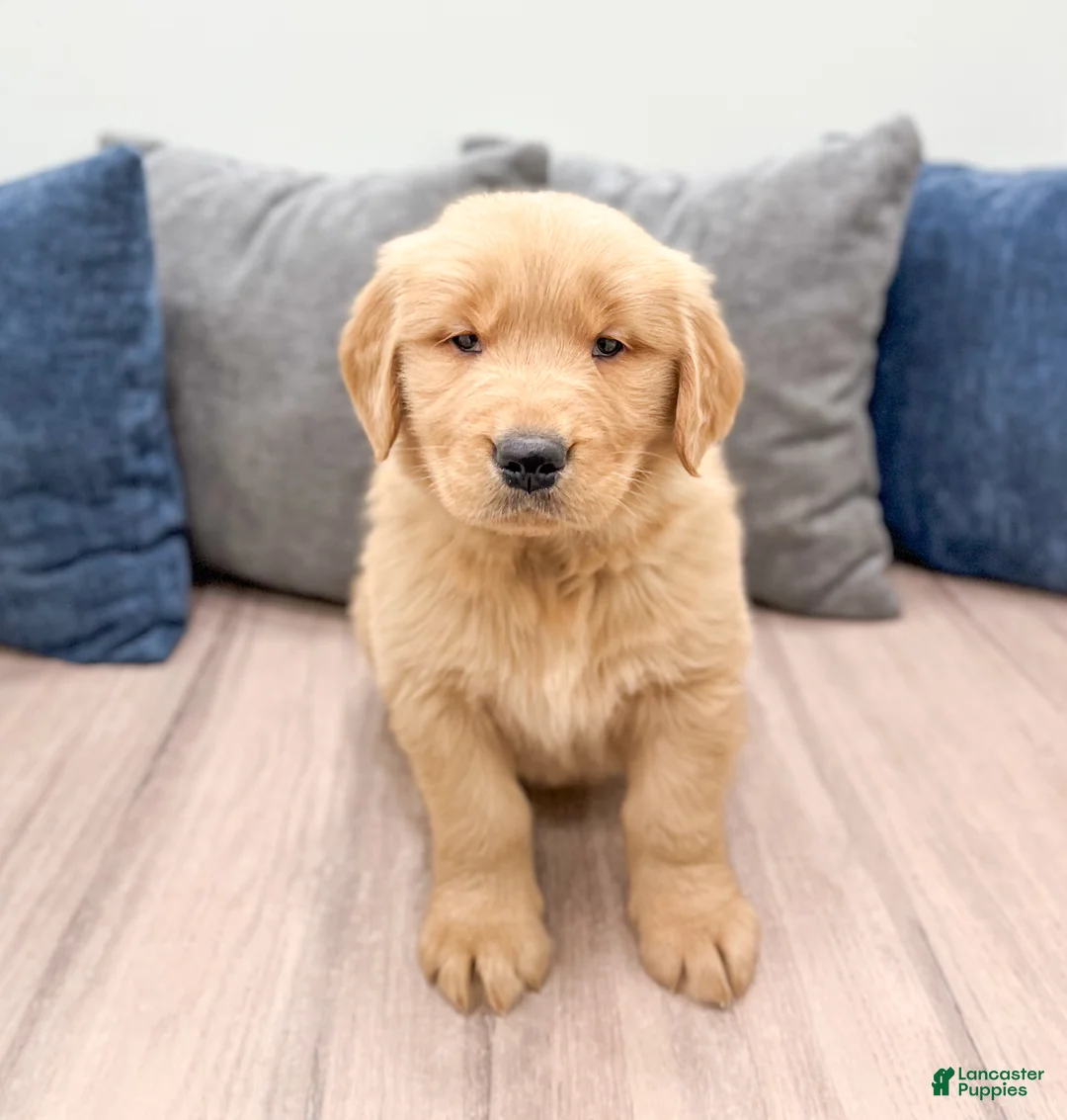 Golden Retriever dogs for sale: Buddy - Ad 1