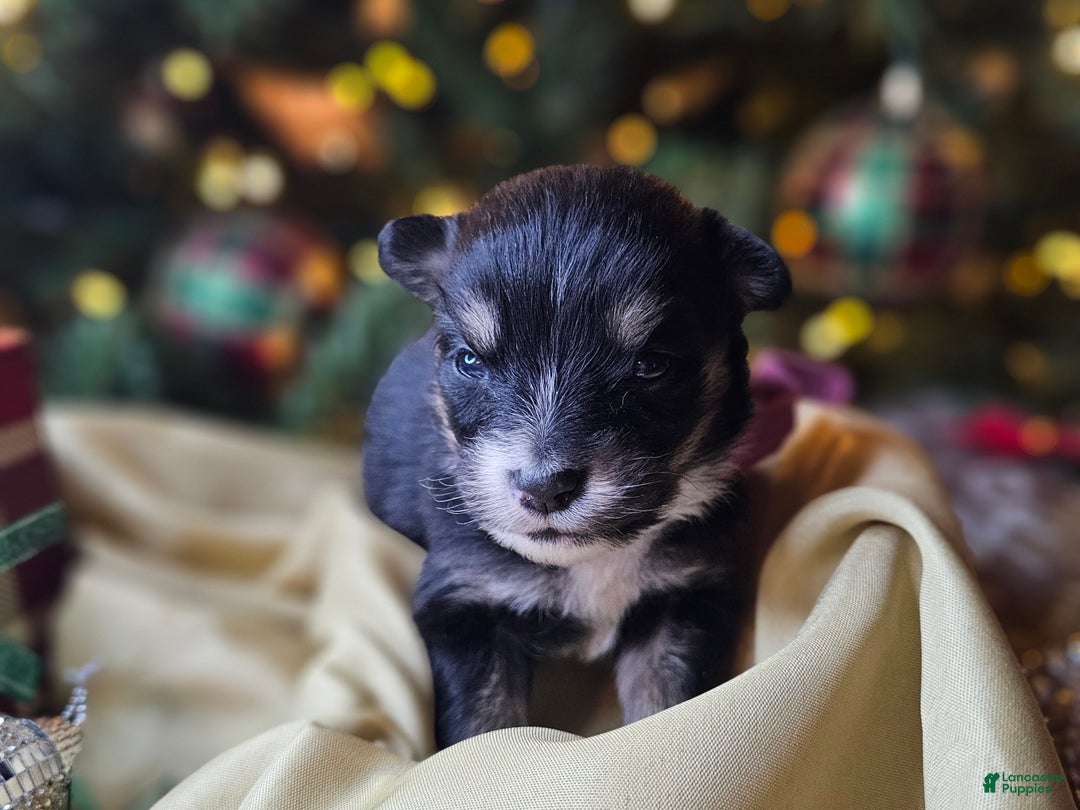 Mixed Breed dogs for sale: The Enchanted Pomalier 🐾 - Ad 37