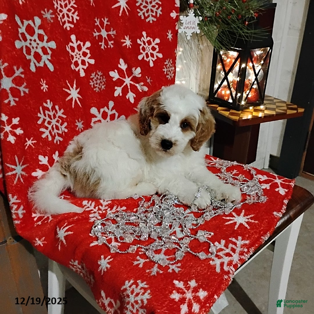 Mini Goldendoodle dogs for sale: Ronald - Ad 3