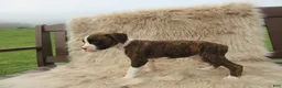 Boxer dogs for sale: Remi - Ad 8
