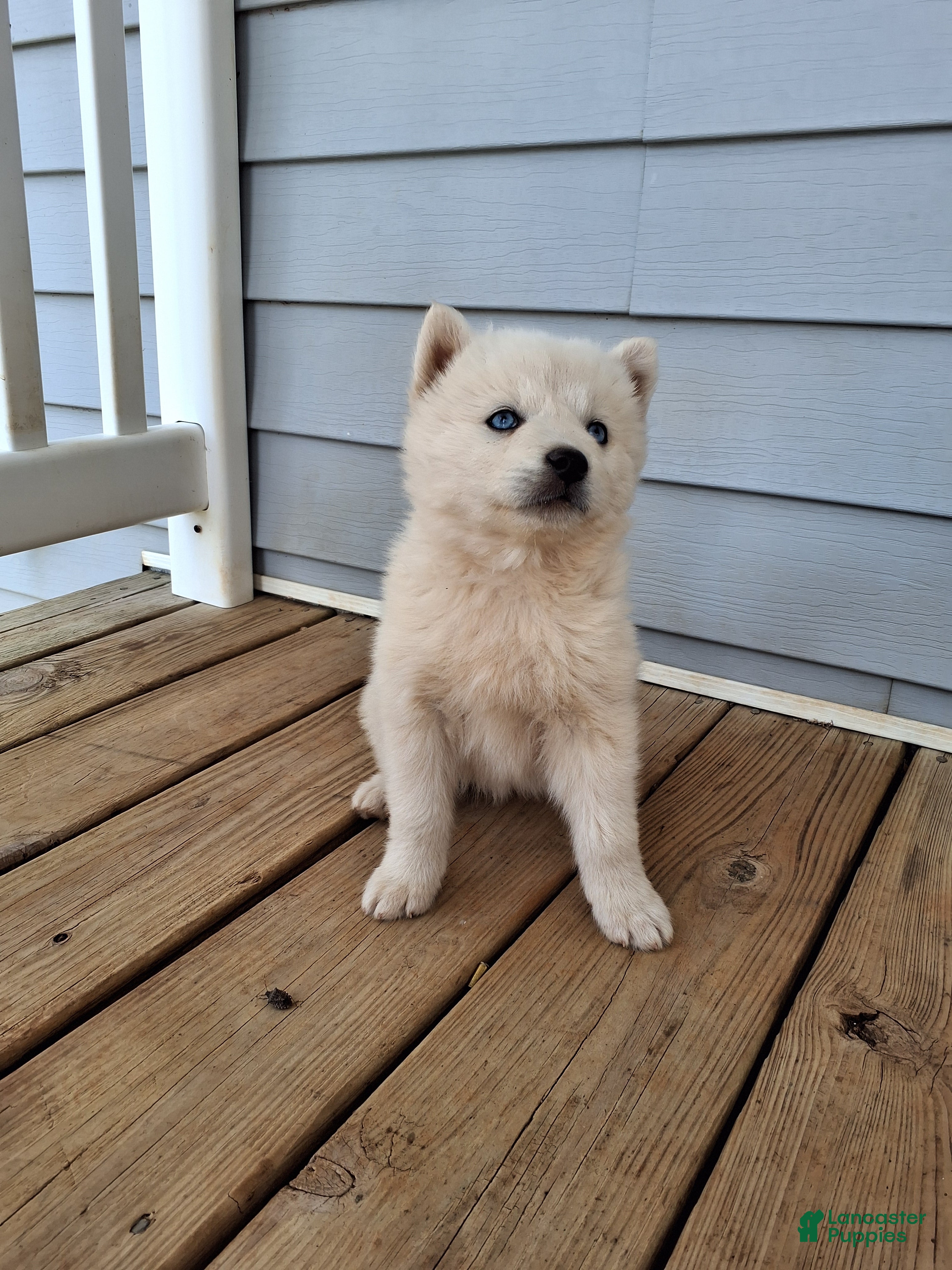 Pomsky dogs Darci - Ad 1