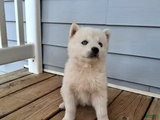 Pomsky dogs for sale: Darci - Ad 4