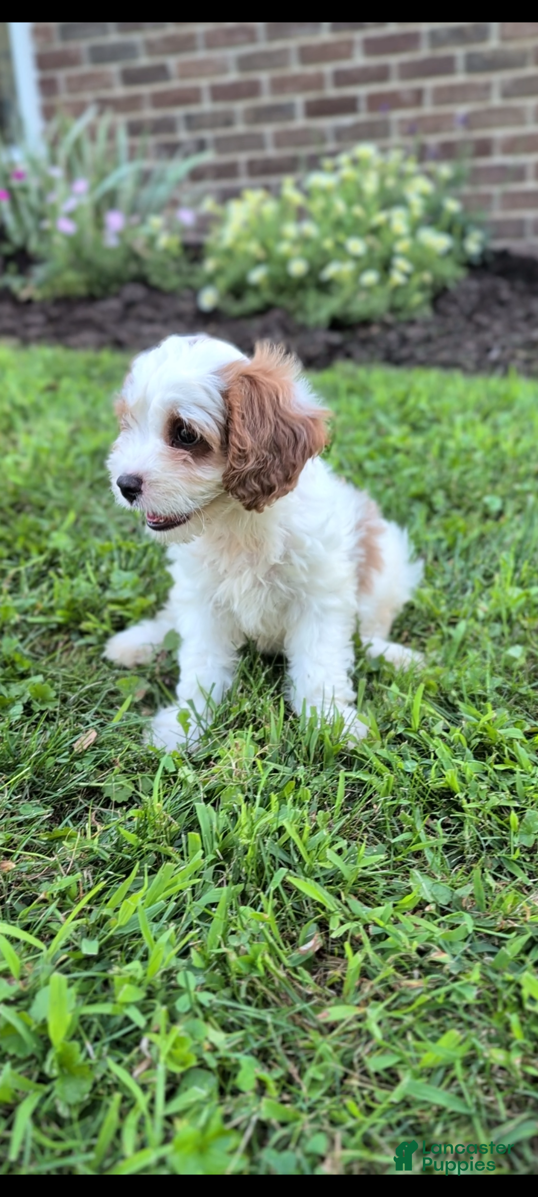 Cavapoo dogs Marlow - Ad 2