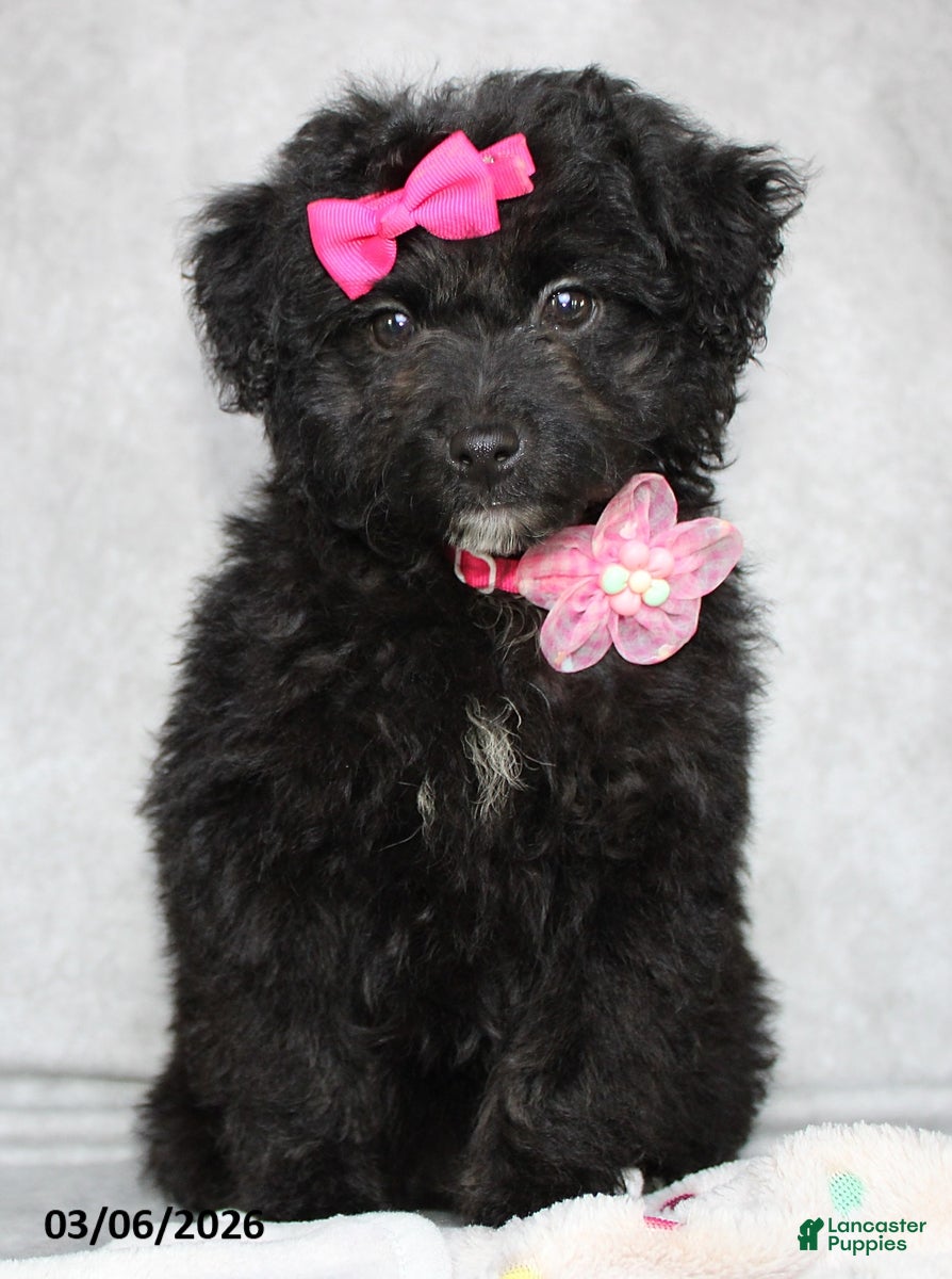 Mini Aussiedoodle dogs Coco  - Ad 2