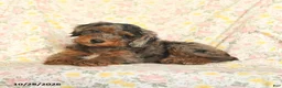 Mini Goldendoodle dogs for sale: Oscar - Ad 4