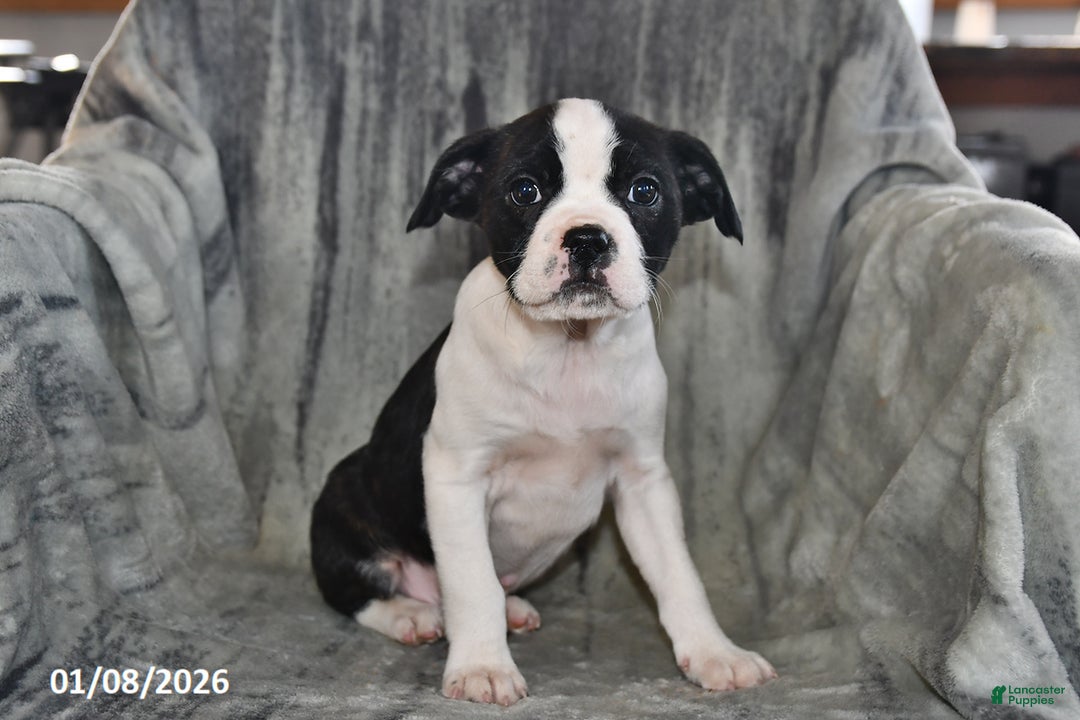 Mixed Breed dogs for sale: Snickers - Ad 4