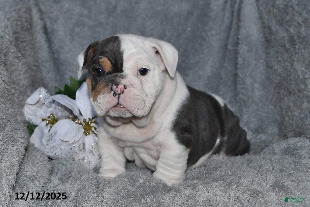 English Bulldog dogs for sale: Stanton - Ad 4