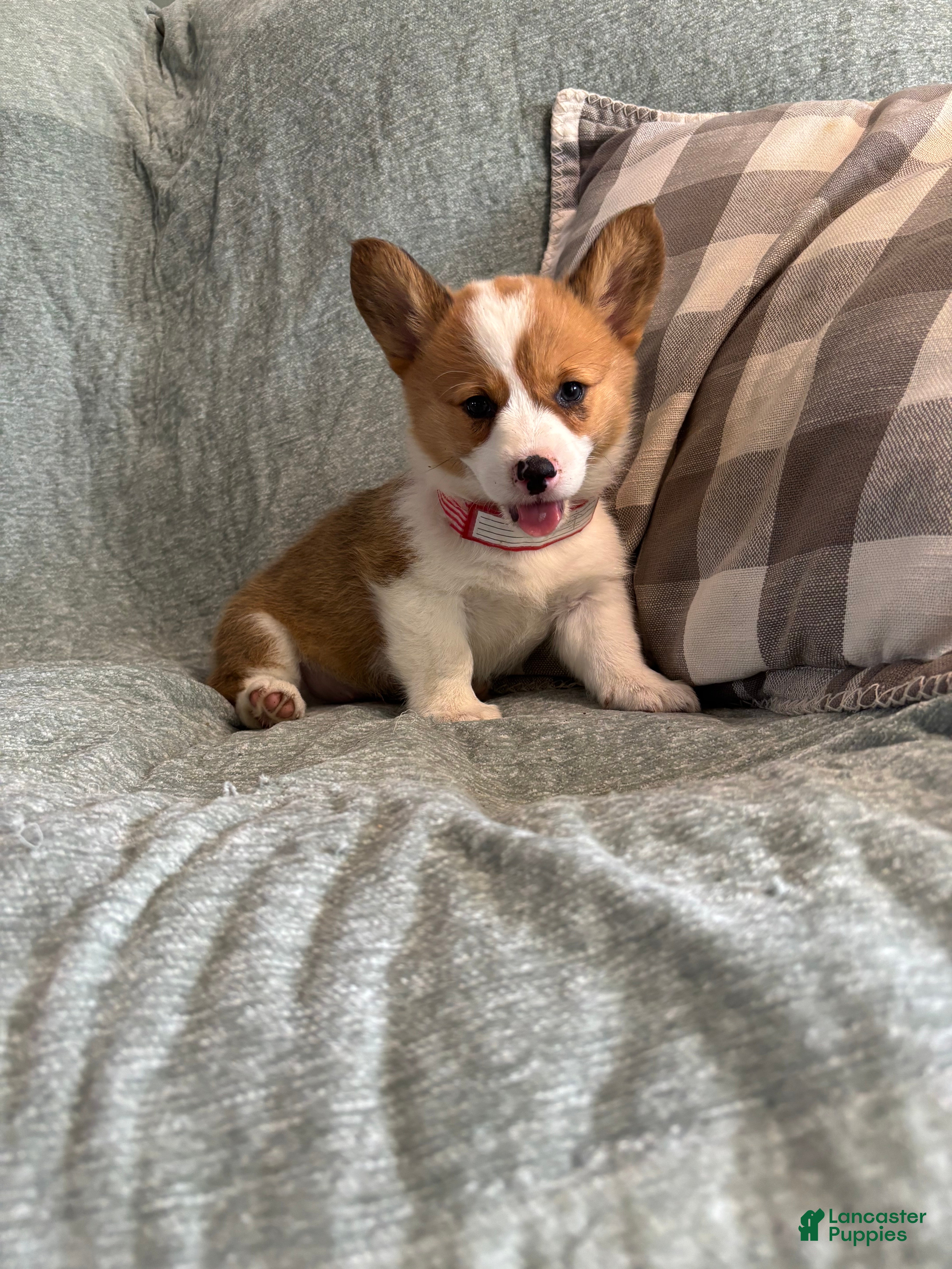 Welsh Corgi Pembroke dogs Welsh Corgi Pembroke 5 - Ad 1