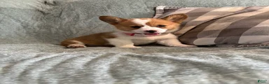 Welsh Corgi Pembroke 5